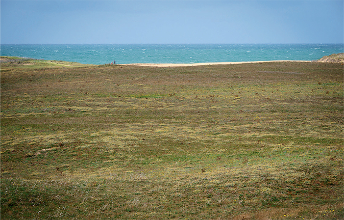 Champignons des dunes