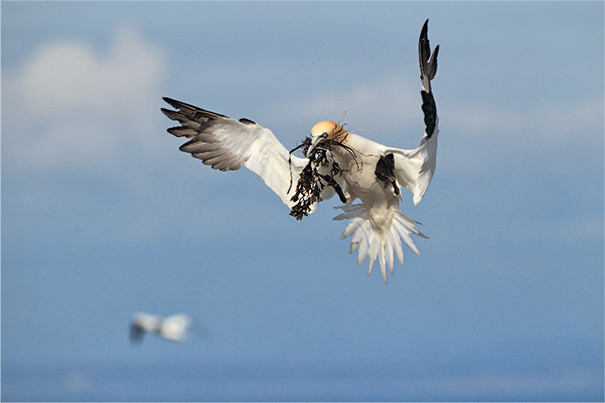 La Bretagne, terre d’accueil des oiseaux