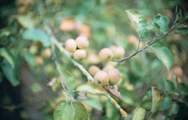 L’automne retrouvé des croqueurs de pommes