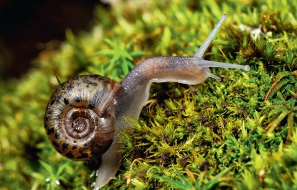 Vous avez dit… biodiversité ?