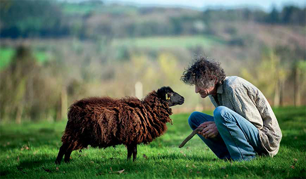 Le mouton d’Ouessant, patrimoine vivant