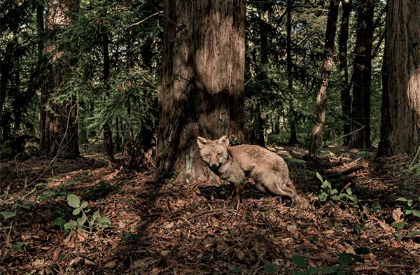 Une forêt bretonne en reconquête