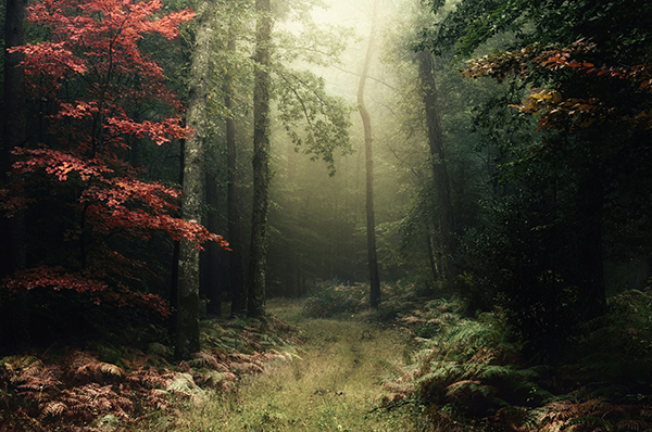 ÉDITO – La Bretagne plante des arbres