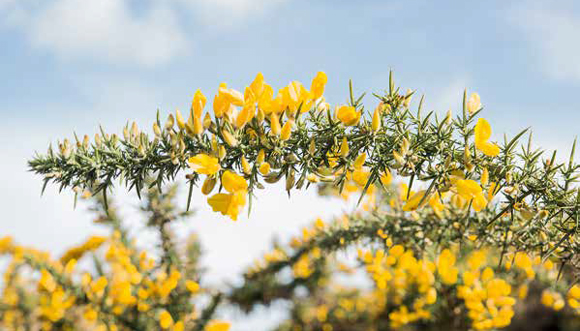 L’ajonc breton fleurit sous les tropiques