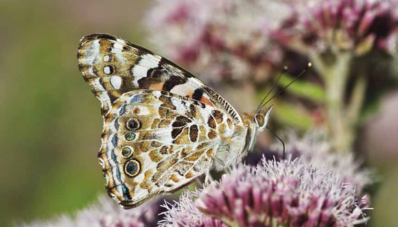 Papillons diurnes cherchent landes et prairies