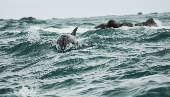 Dauphins, baleines et phoques de Bretagne