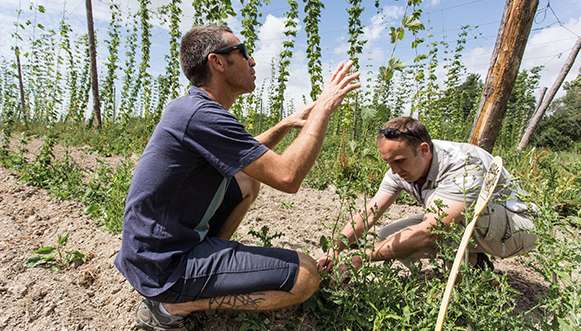 Culture du houblon