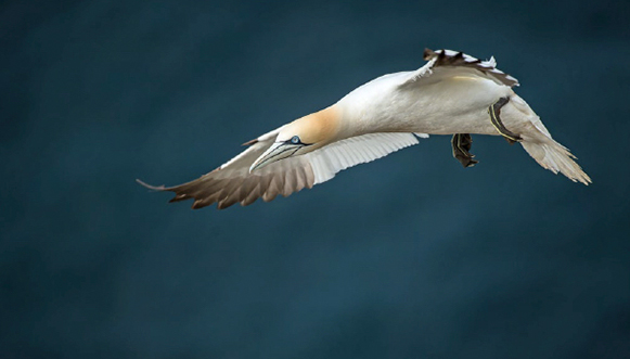 L’eldorado des oiseaux marins