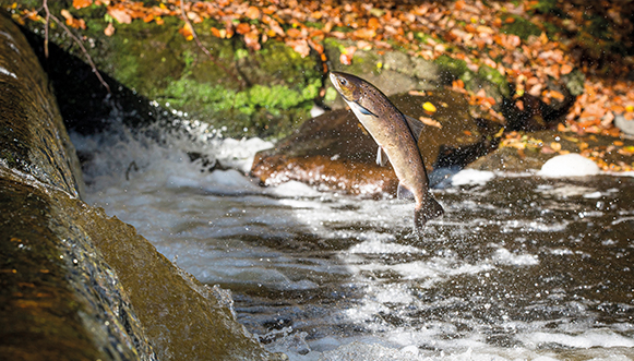 Au fil du Léguer, rivière sauvage