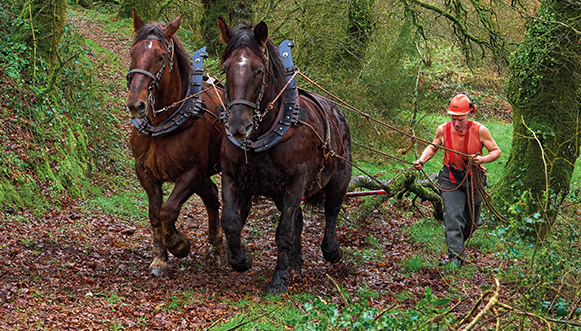 Serge Le Louarn, entrepreneur forestier en traction animale