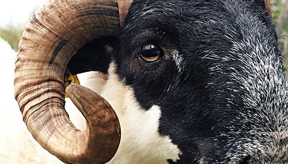 Black Faces Breizh, les écopasteurs des monts d’Arrée