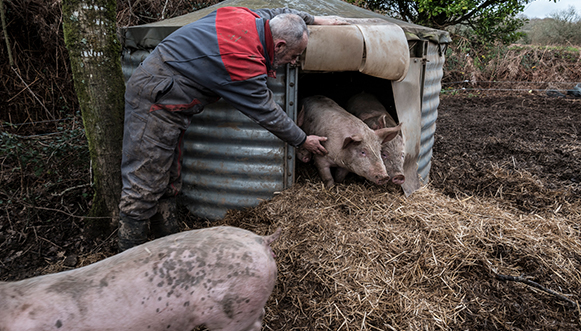 La vie en rose des cochons de Kervilavel
