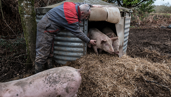 La vie en rose  des cochons de Kervilavel