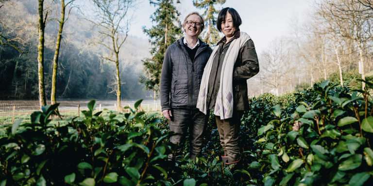 Climat et terre favorables, la culture du thé se développe en Bretagne