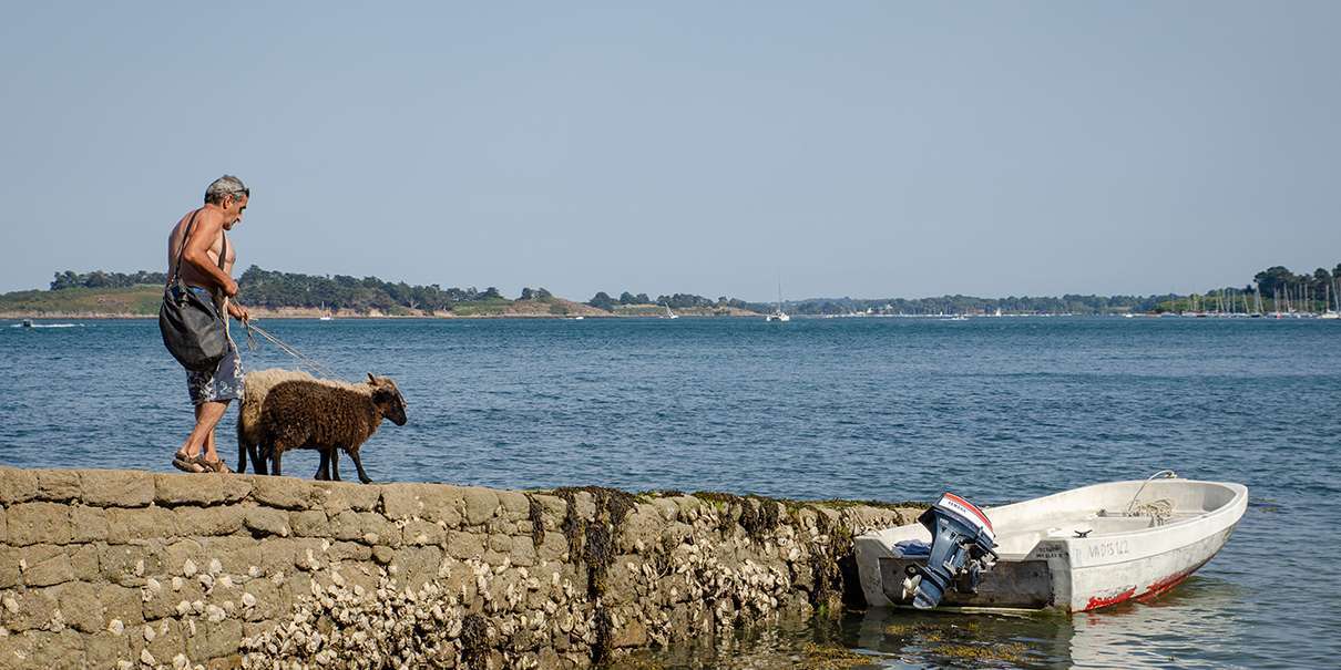 Nicolas Poupinel, le berger des îles - Golfe du Morbihan, Bretagne