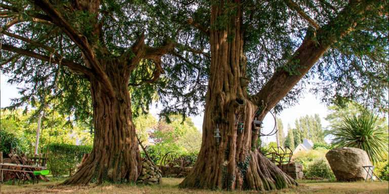 Arbres remarquables de Bretagne. Les ifs du Kreiz-Breizh