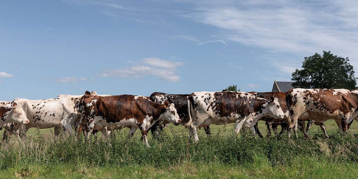 Le troupeau de vaches s'en va au pré