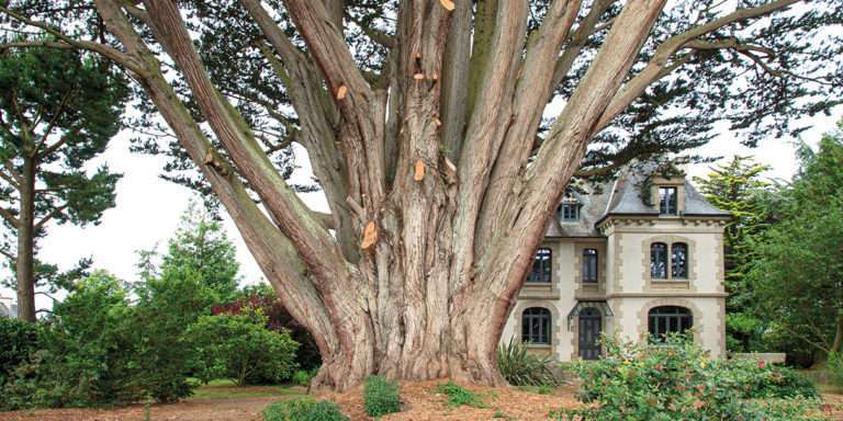 Renouveau de la botanique exotique, l’héritage du navigateur Jean-Michel Huon de Kermadec