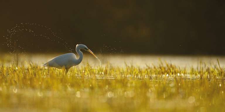 Lac de Grand-Lieu, paradis ornithologique fragile