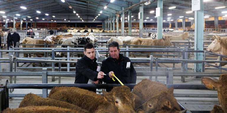 Marius, apprenti négociant en bestiaux. Un métier millénaire dans une agriculture en mutation